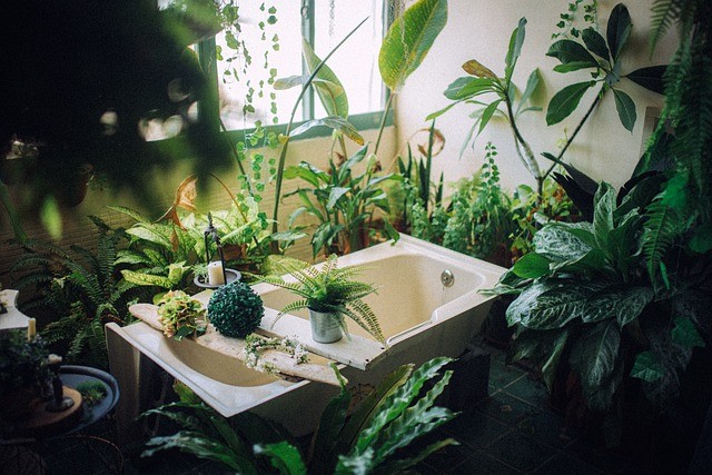 Best Bathroom Plants for a More jungle _Like Experience
