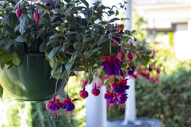 Summer Blossom Secrets:Your Guide to 4 Easy Ways to Keep Hanging Baskets in Full Bloom.