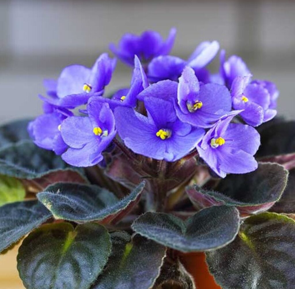 African Violet Care Made Easy: 12 Step-by-Step Guide
