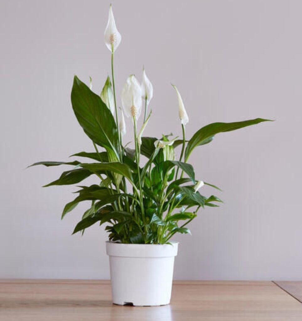 Bring Nature In: Discover the 10 Best Foliage Plants for Indoor Beauty