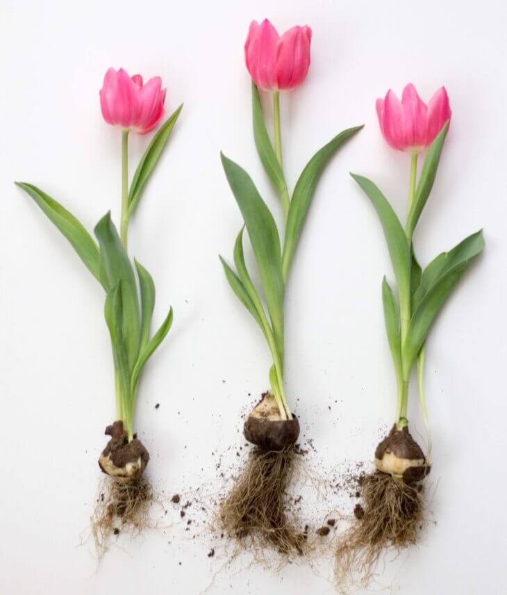 Tulip TLC: Mastering the Art of Growing Tulips in 10 Simple Steps
