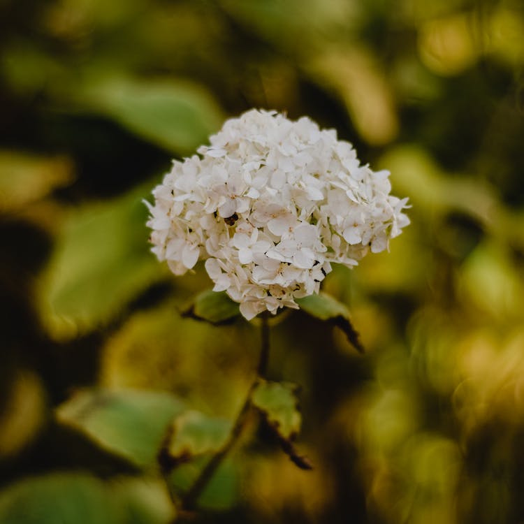 White Hydrangeas: A Step-by-Step Guide to Successful Growth