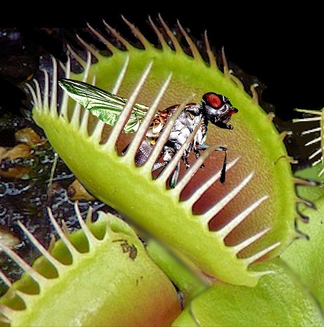 How to Care for the Venus Flytrap plant : The Best 10-Step Guide for Beginners