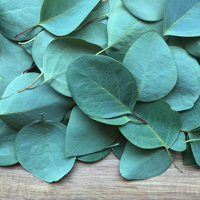 Guide :on how to take care of Eucalyptus plant indoor