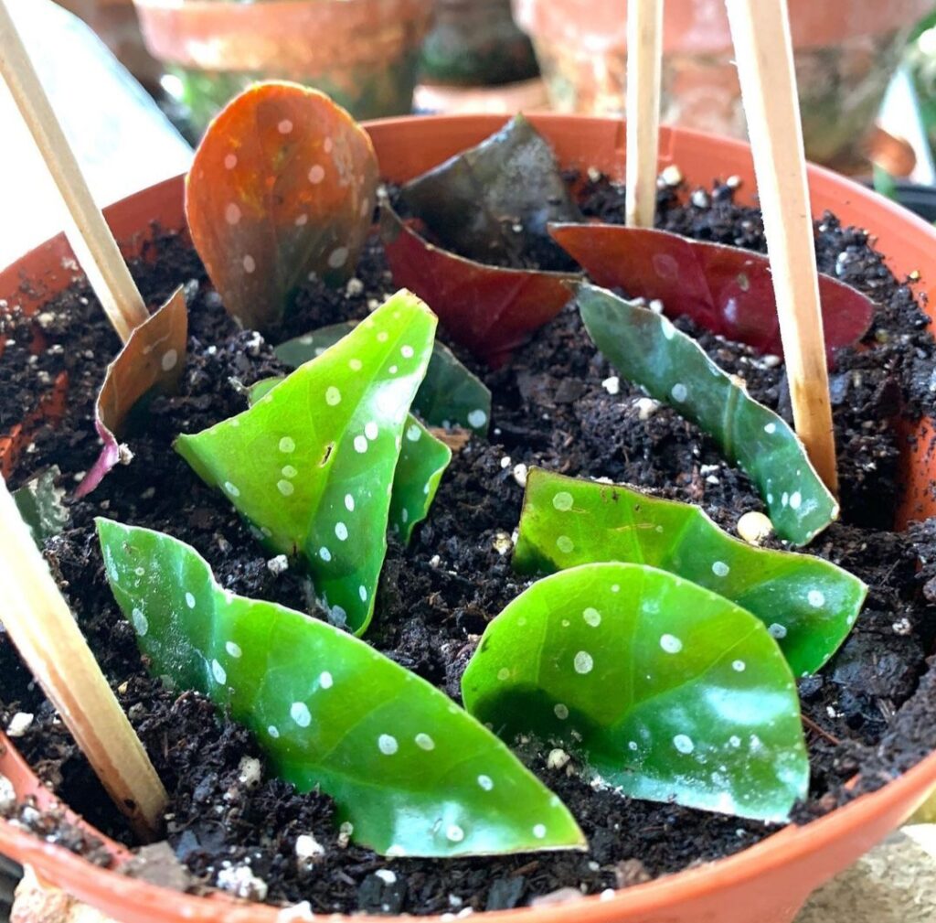 Angel Wing Begonia 101: The Best Guide to Growing and Nurturing Your Indoor Garden