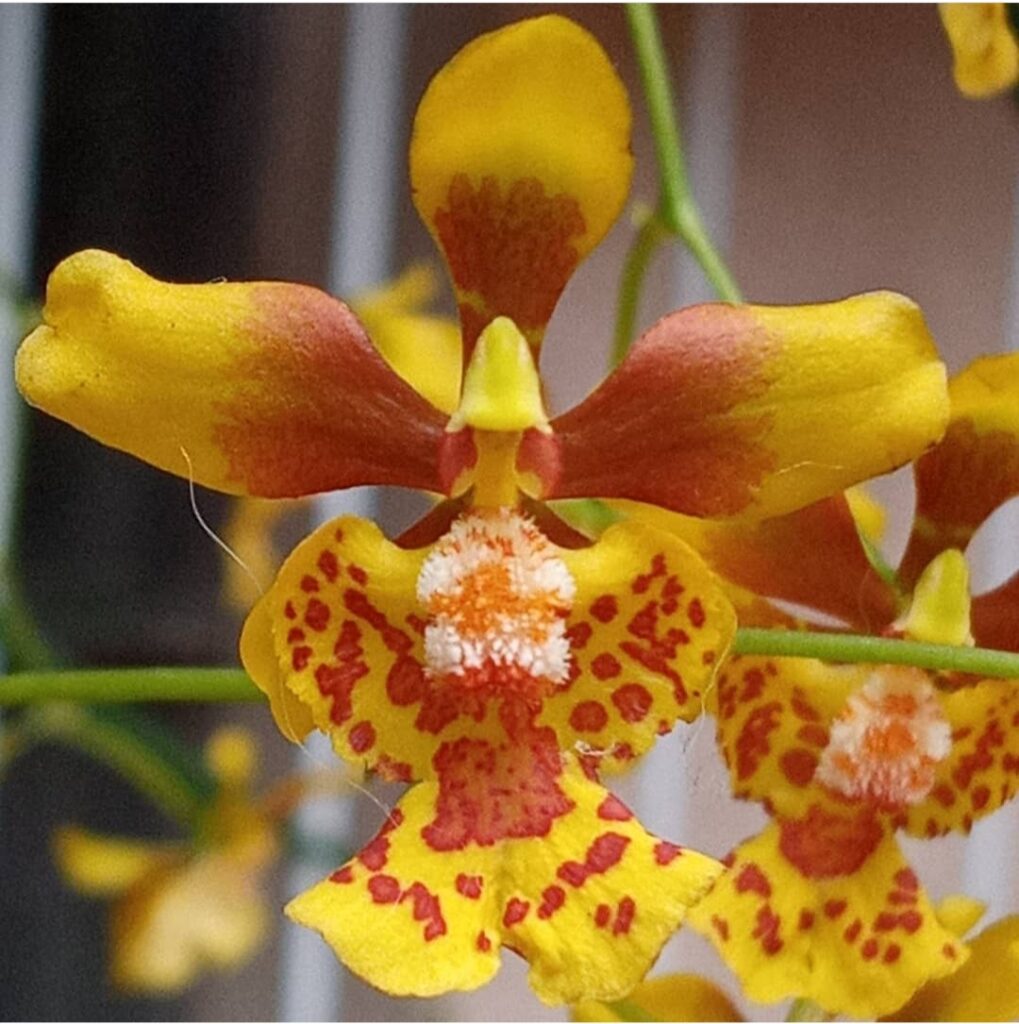 Oncidium (Dancing Lady Orchid): In-Depth Care Guide for Beginners 