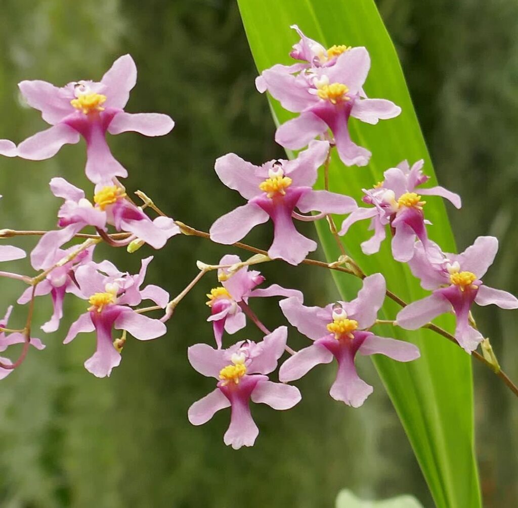 Oncidium (Dancing Lady Orchid): In-Depth Care Guide for Beginners 