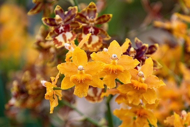  Oncidium (Dancing Lady Orchid): In-Depth Care Guide for beginners 