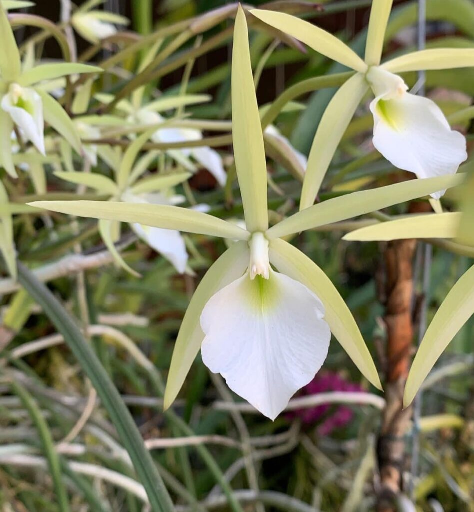 Brassavola tuberculata: The Best 8 Tips for Growing and Caring for These Orchids