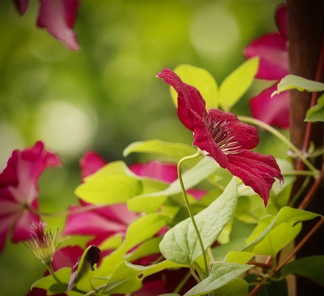 Red Clematis Care: 10 Expert Tips for Lush Blooms in Your Garden