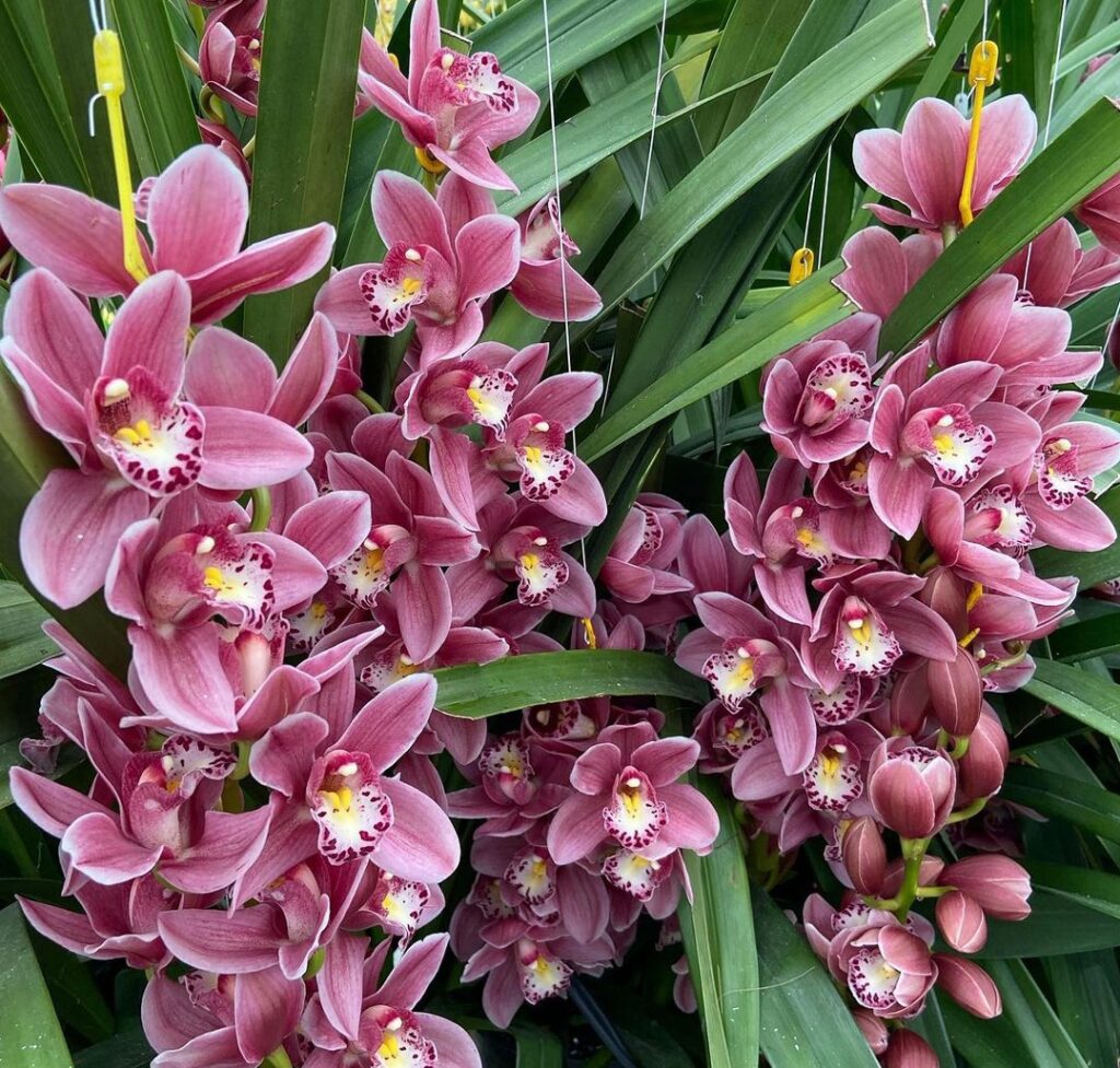 DIY Orchid Fertilizers 101: Supercharge Growth with Proven Recipes for Various Varieties.