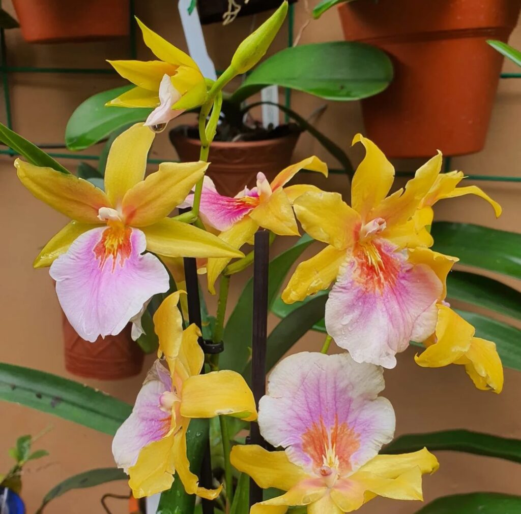 DIY Orchid Fertilizers 101: Supercharge Growth with Proven Recipes for Various Varieties.