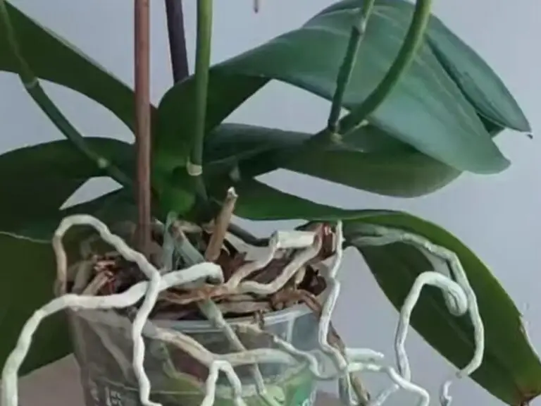 Pruning Orchid Air Roots: 5 Dos And Don'ts For Healthy Plants