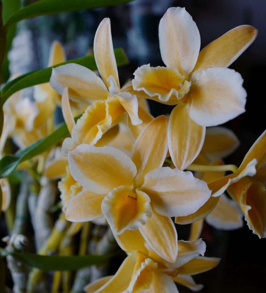 Embracing the Spirit of Christmas: 10 Orchids That Bring Festive Joy