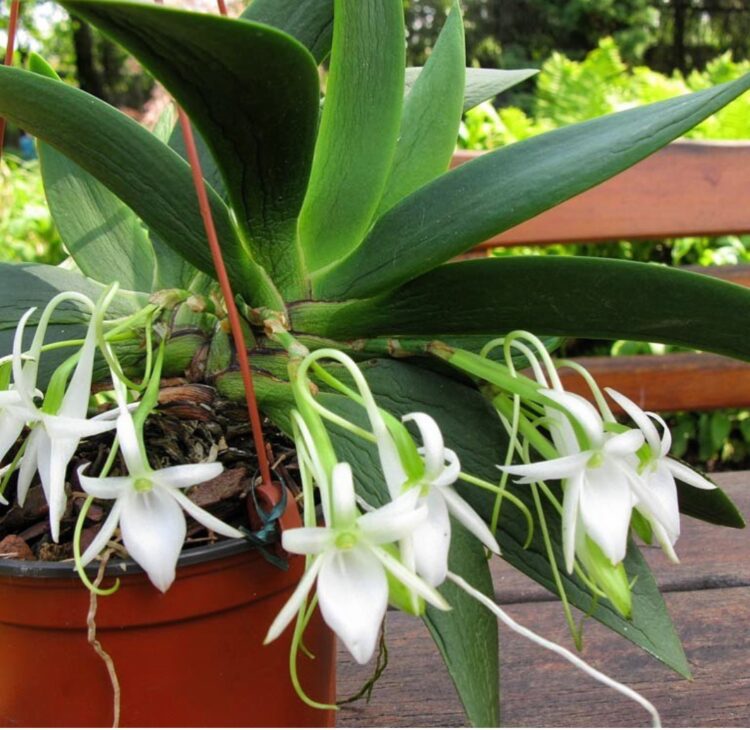 Best 10 Must-Have Angraecum Orchids Varieties For Home Gardens