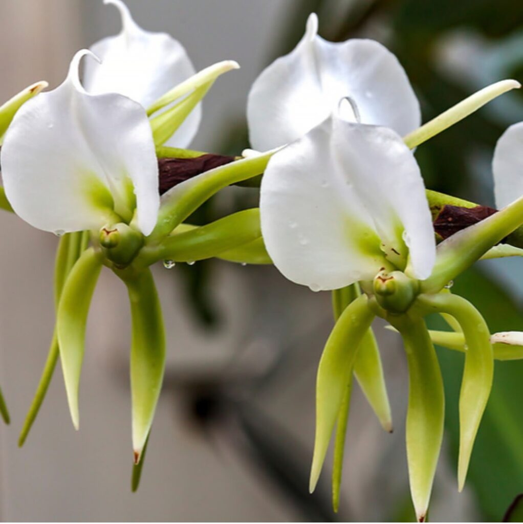 Best 10 Must-Have Angraecum Orchids Varieties For Home Gardens