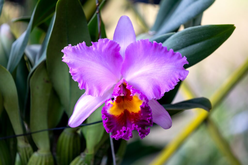 Sending Orchids: A Timeless Gesture of Beauty and Thoughtfulness