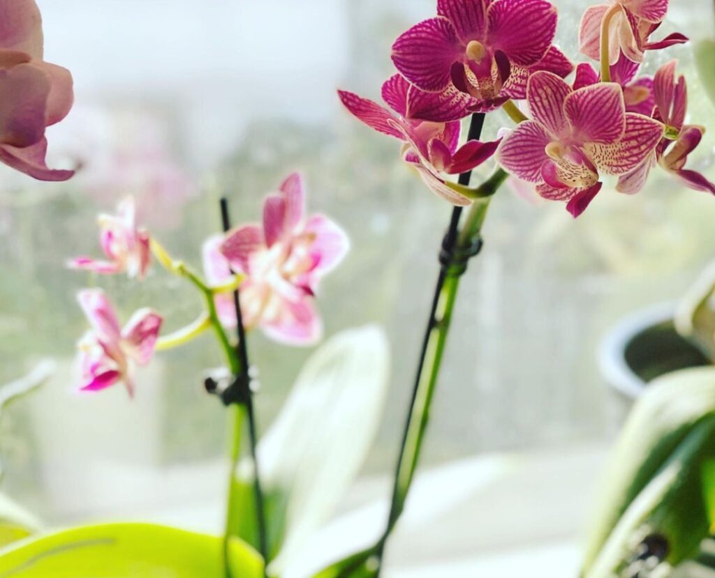 16 Best expert tips to keep orchids alive in winter