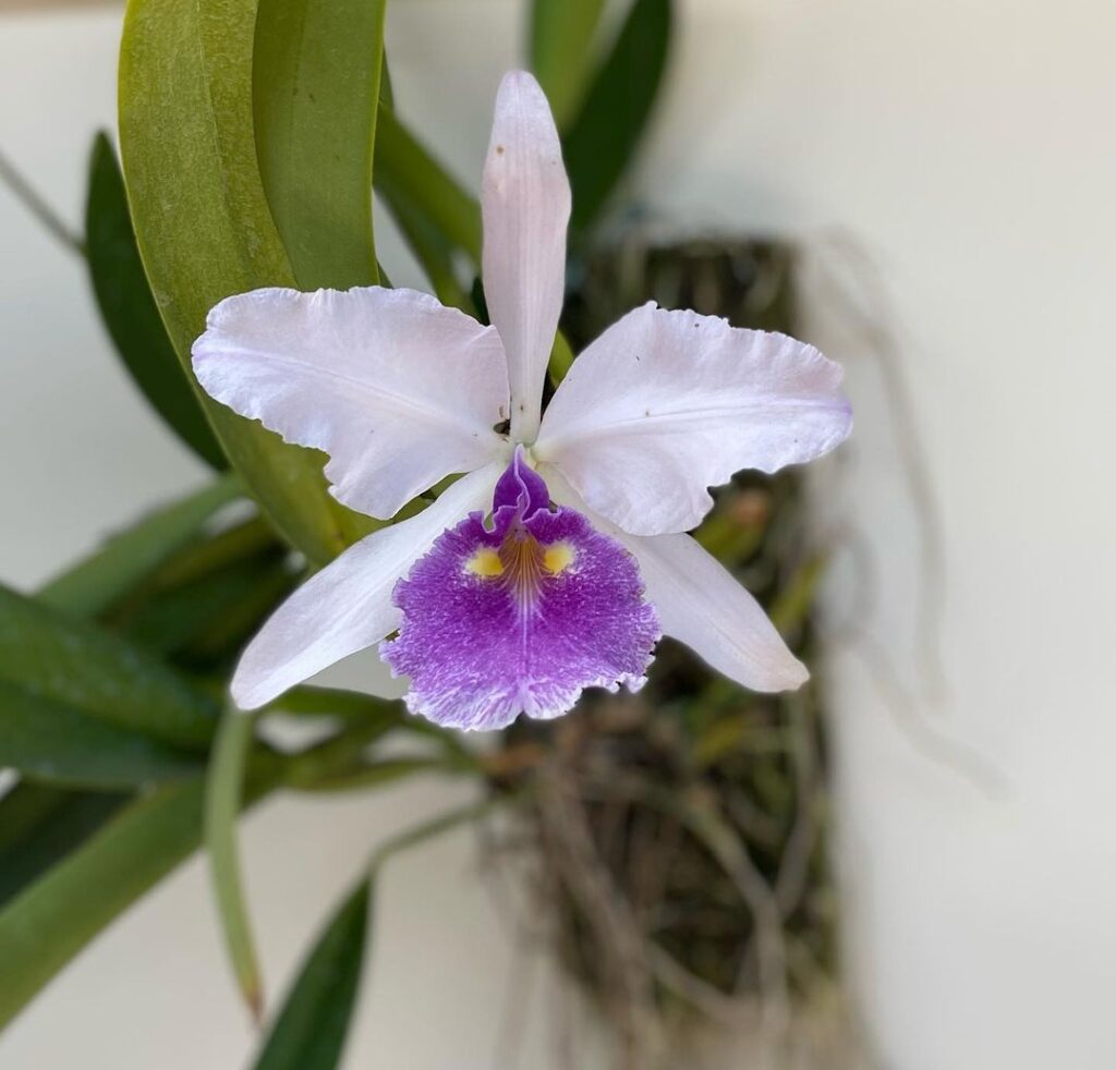The Top 10 Mini Cattleya Orchids Every Collector Should Own