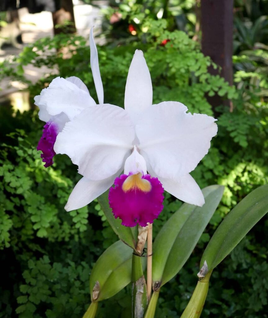 The Top 10 Mini Cattleya Orchids Every Collector Should Own