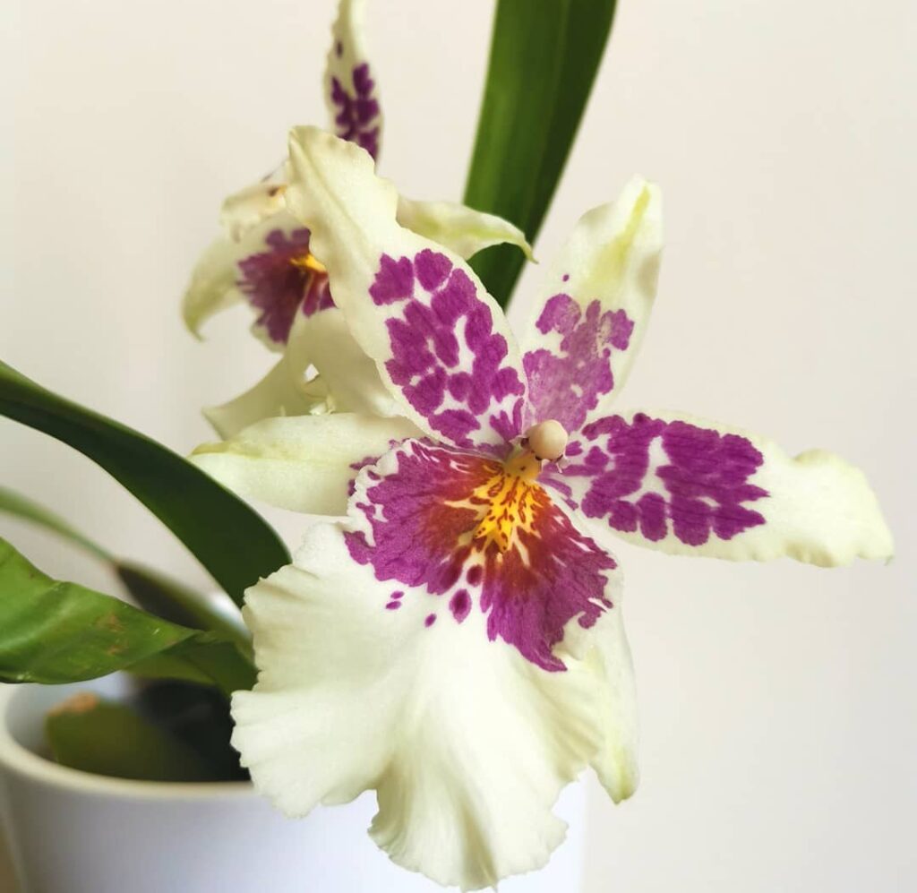 The Best Top 10 Orchid Varieties: A Winter Care Step-by-Step Guide for Beginners