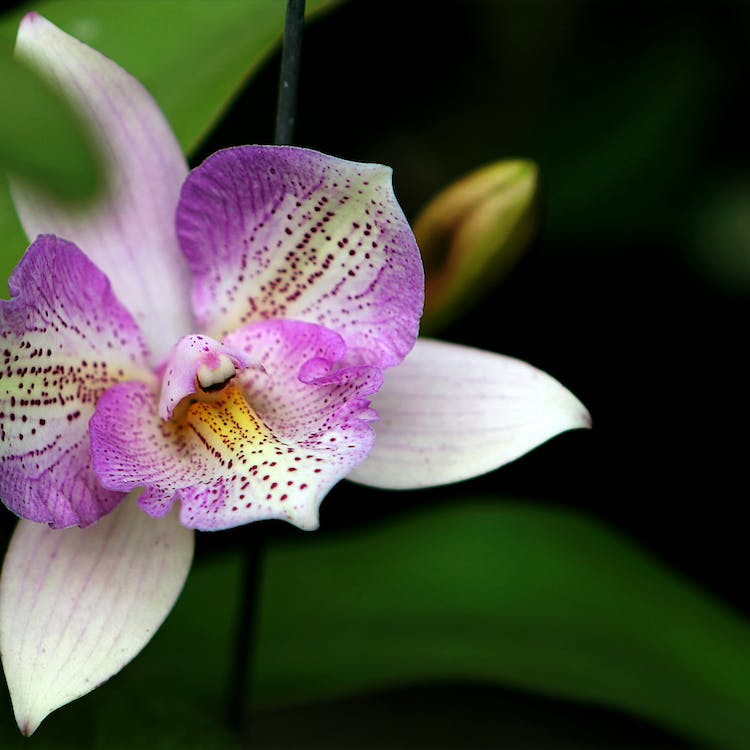 20 ways to (almost) ruin orchids and how to fix them!
