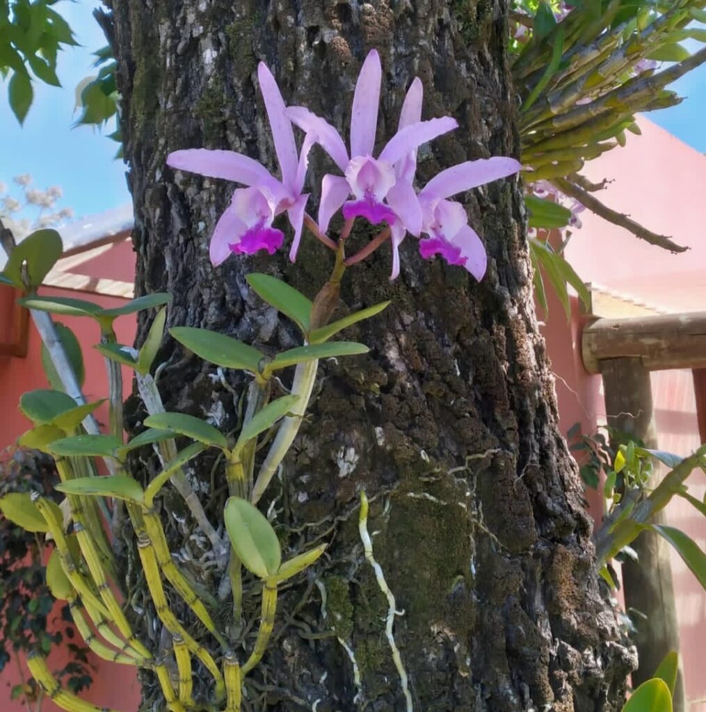 Growing Cattleya intermedia: Best 10 Expert Tips for Orchid Success