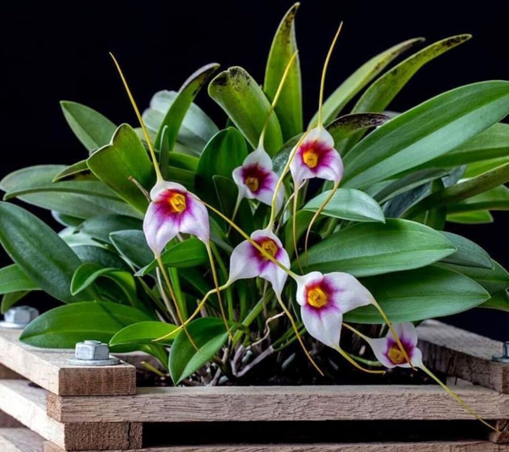 The best Top 10 Orchids That Thrive Without the Need for Repotting