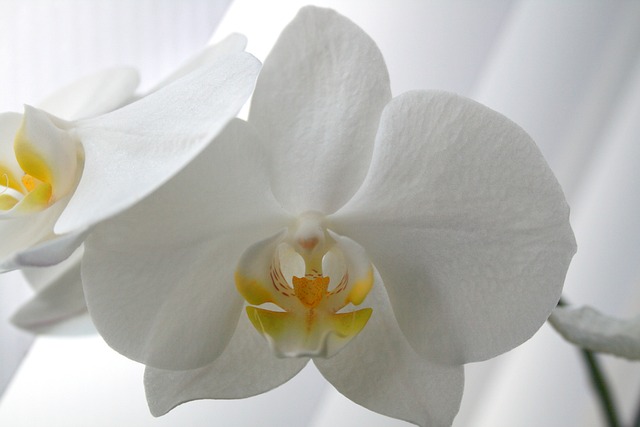 Blossoms in the Shadows: Your Ultimate Guide to the Top 10 Shade-Loving Orchids"