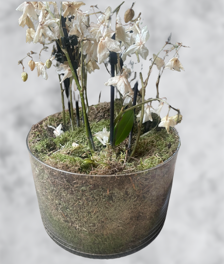 Unholed Orchid Vases and Problems: The Best 10 Solutions and Prevention"