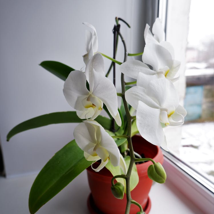 Fall Bliss for Moth Orchids: A Complete Care Checklist